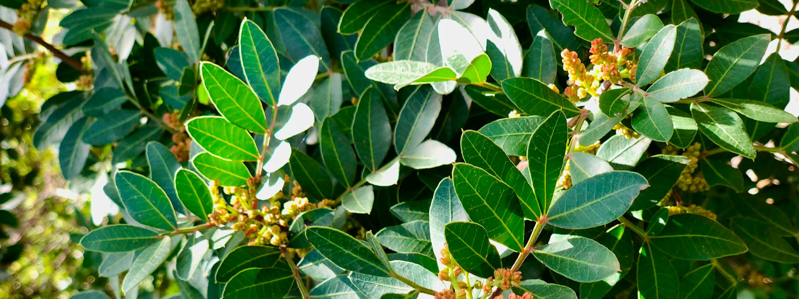 pistacja lentyszek - klejsta, Pistacja kleista, pistacja lentyszek, mastyksowe drzewo (Pistacia lentiscus L.)