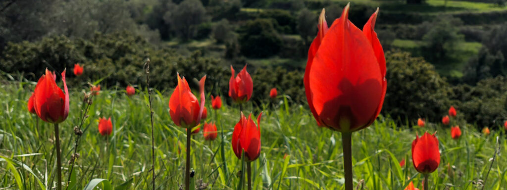 Dzikie tulipany, Chios