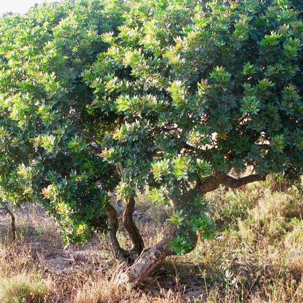 Pistacja kleista, pistacja lentyszek, lentyszek, mastyksowe drzewo, Pistacia lentiscus L.